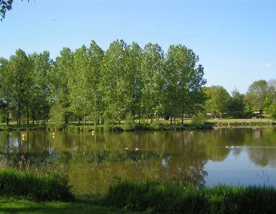 nature-arbre-verdure-autour