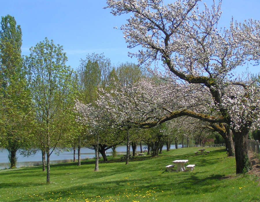verdure-arbre-fleuri
