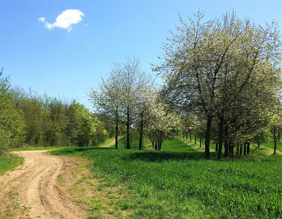 camping-le-lizot-foret-nature